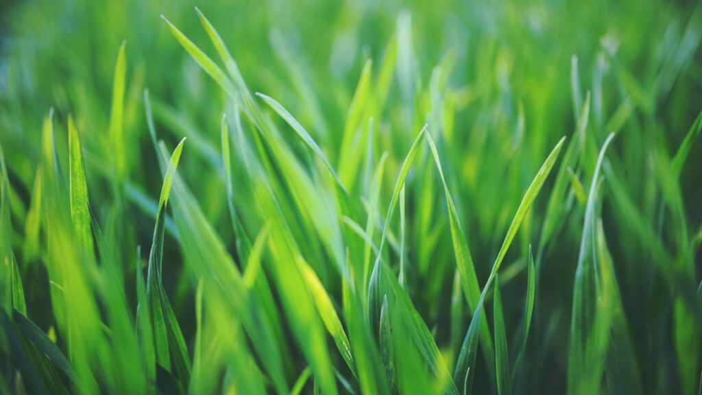 Close-up of fresh green grass blades with natural sunlight highlighting the growth.