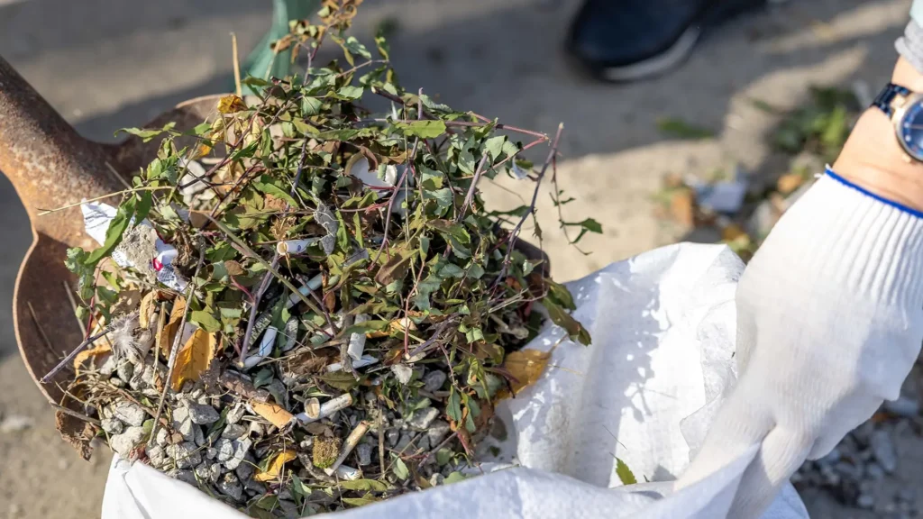 Gloved hands collecting yard clippings for eco-friendly green waste removal services.