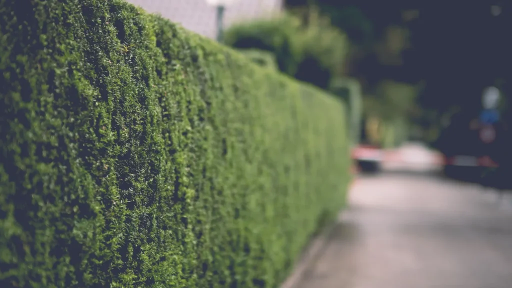 Neatly manicured green hedge row showing professional hedge trimming and shaping services.