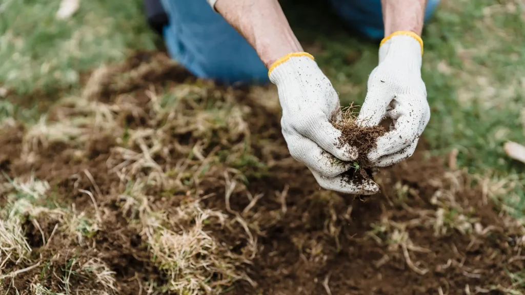 Attention-to-detail lawn weeding and turf care service for a healthy residential lawn.